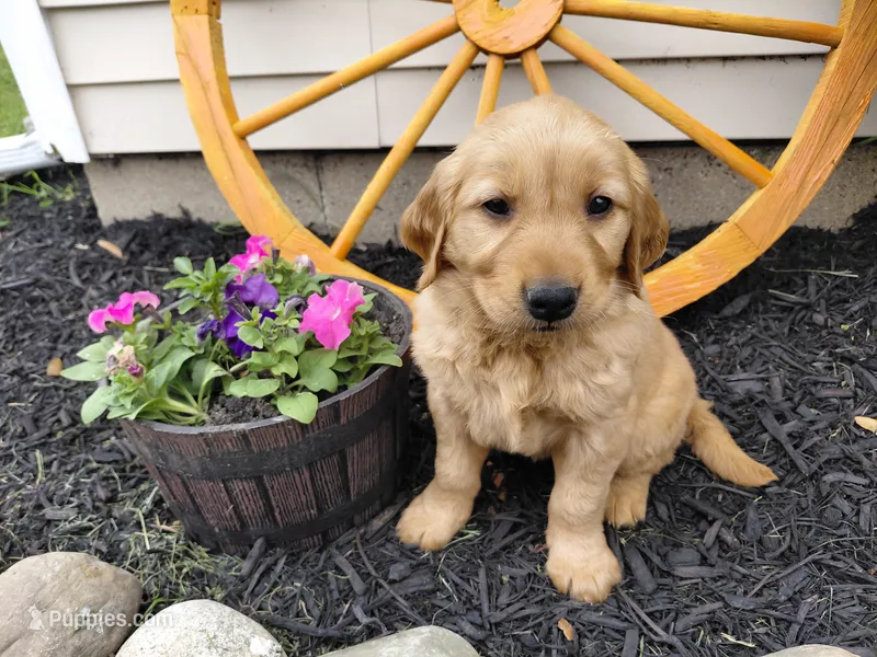 Zaine  – Golden Retriever puppy for sale in Goshen, IN