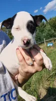 moose, a male Rat Terrier and Chihuahua for sale in Goshen, IN – 3 of 3