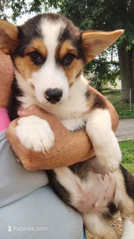 Hank – Pembroke Welsh Corgi puppy for sale in Goshen, IN