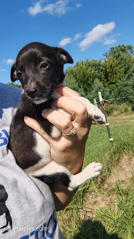 mulan – Rat Terrier, Chihuahua puppy for sale in Goshen, IN