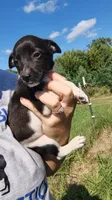 mulan, a female Rat Terrier and Chihuahua for sale in Goshen, IN – 1 of 3