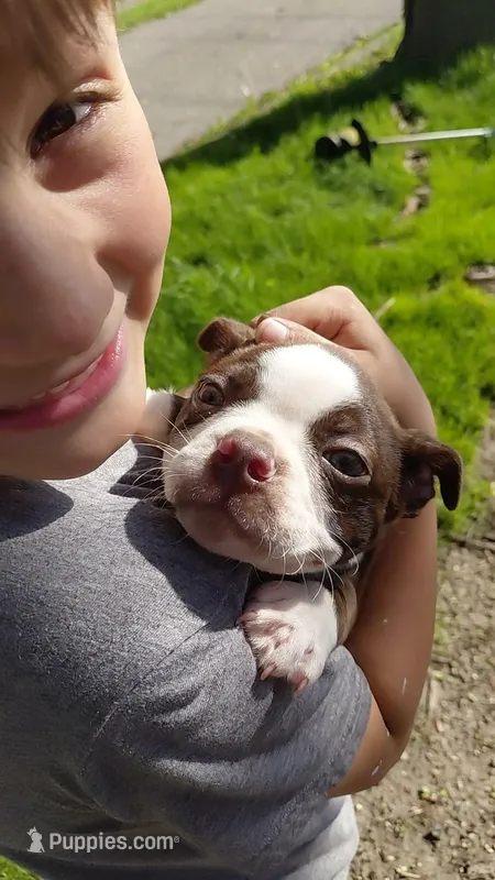 Syd – Boston Terrier puppy for sale in Goshen, IN