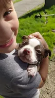 Syd, a male Boston Terrier for sale in Goshen, IN – 1 of 1