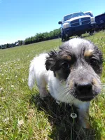 Lacey, a female Australian Cattle Dog for sale in Goshen, IN – 3 of 5
