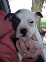 Lola, a female Boston Terrier for sale in Goshen, IN – 2 of 2