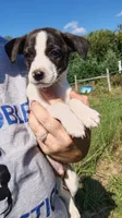 midget, a male Rat Terrier and Chihuahua for sale in Goshen, IN – 3 of 3