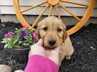 Zaine , a male Golden Retriever for sale in Goshen, IN – 2 of 3