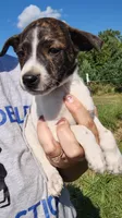 mikey, a male Rat Terrier and Chihuahua for sale in Goshen, IN – 2 of 3