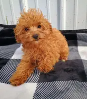 Leo, a male Cavapoo for sale in Goshen, IN – Photo 2 of 2