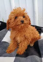 Leo, a male Cavapoo for sale in Goshen, IN – Photo 1 of 2