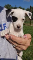 Mikey, a male Rat Terrier and Chihuahua for sale in Goshen, IN – 3 of 4