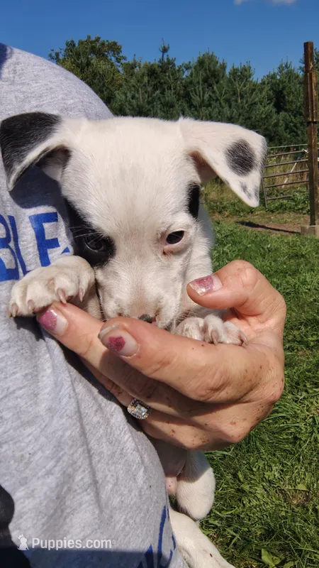 Mikey – Rat Terrier, Chihuahua puppy for sale in Goshen, IN