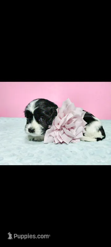 Lilah – Cavapoo puppy for sale in Goshen, IN