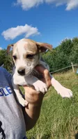 moe, a male Rat Terrier and Chihuahua for sale in Goshen, IN – 2 of 3