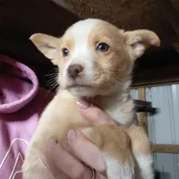 Mikey, a male Pomchi for sale in Goshen, IN – Photo 2 of 2