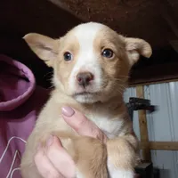 Mikey, a male Pomchi for sale in Goshen, IN – Photo 1 of 2