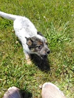 Lacey, a female Australian Cattle Dog for sale in Goshen, IN – 5 of 5