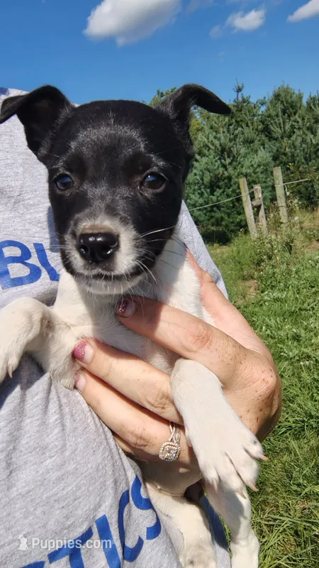 minnie – Rat Terrier, Chihuahua puppy for sale in Goshen, IN