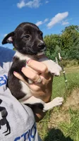 mulan, a female Rat Terrier and Chihuahua for sale in Goshen, IN – 2 of 3