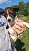 mikey, a male Rat Terrier and Chihuahua for sale in Goshen, IN – 1 of 3