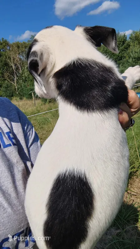mogley – Rat Terrier, Chihuahua puppy for sale in Goshen, IN