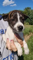 mikey, a male Rat Terrier and Chihuahua for sale in Goshen, IN – 3 of 3