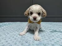Bentley , a male Cavapoo for sale in Goshen, IN – Photo 2 of 4