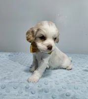 Bentley , a male Cavapoo for sale in Goshen, IN – Photo 4 of 4