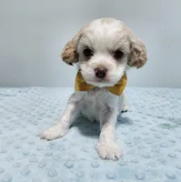 Bentley , a male Cavapoo for sale in Goshen, IN – Photo 3 of 4