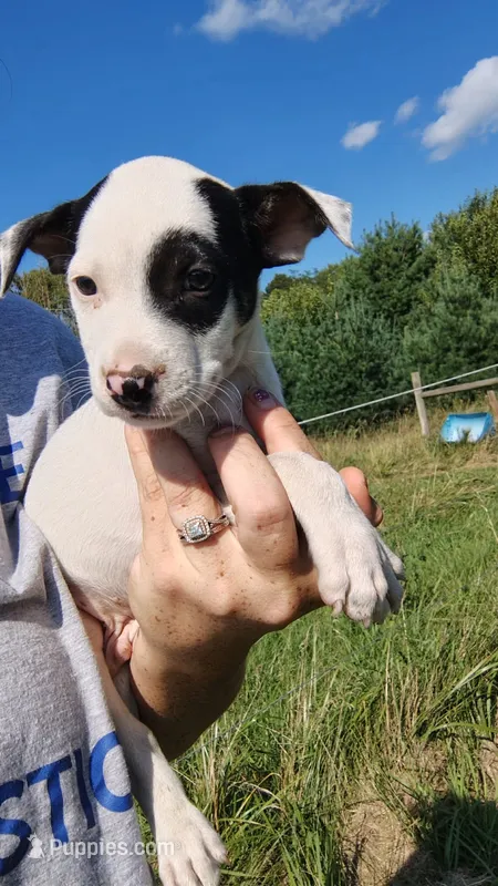 moose – Rat Terrier, Chihuahua puppy for sale in Goshen, IN