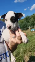 moose, a male Rat Terrier and Chihuahua for sale in Goshen, IN – 1 of 3