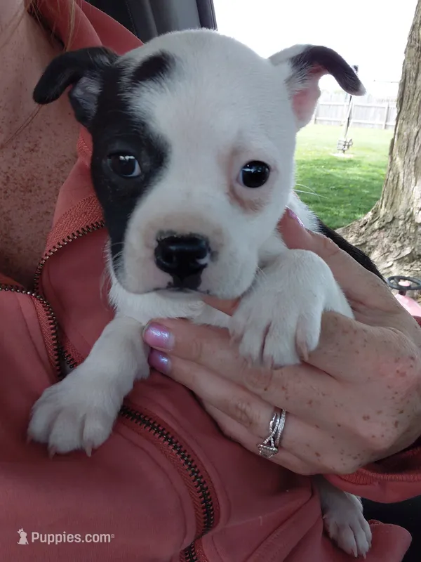 Lola, a female Boston Terrier for sale in Goshen, IN – 1 of 2