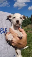 Milo, a male Rat Terrier and Chihuahua for sale in Goshen, IN – 2 of 2