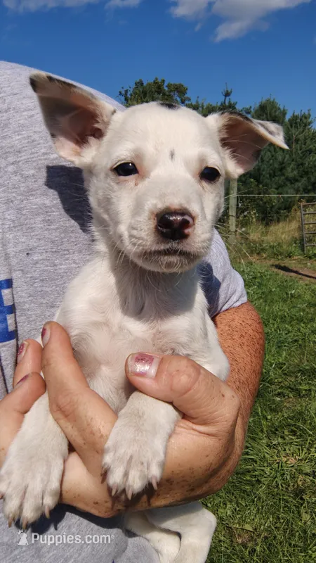 Milo – Rat Terrier, Chihuahua puppy for sale in Goshen, IN