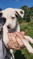 Mikey, a male Rat Terrier and Chihuahua for sale in Goshen, IN – 2 of 4