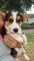 Hank, a male Pembroke Welsh Corgi for sale in Goshen, IN – 2 of 2