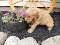 Dahlia , a female Golden Retriever for sale in Goshen, IN – 3 of 4