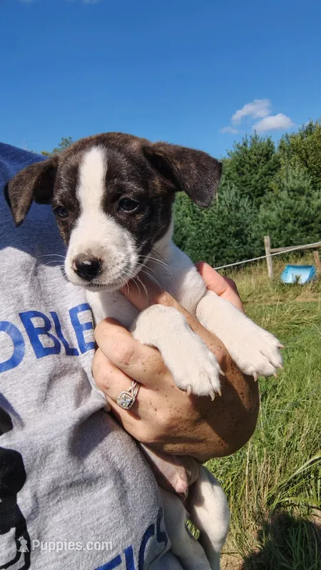 midget – Rat Terrier, Chihuahua puppy for sale in Goshen, IN