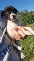 melody , a female Rat Terrier and Chihuahua for sale in Goshen, IN – 3 of 3