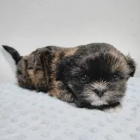Chewy, a male Shih Tzu for sale in Goshen, IN – Photo 2 of 2