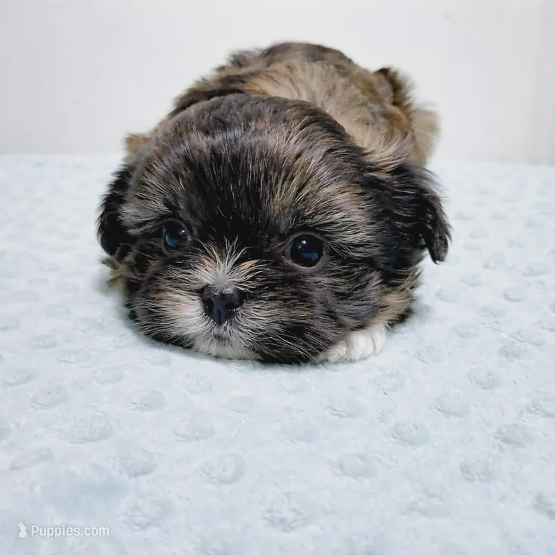 Chewy – Shih Tzu puppy for sale in Goshen, IN