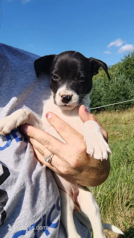 melody  – Rat Terrier, Chihuahua puppy for sale in Goshen, IN