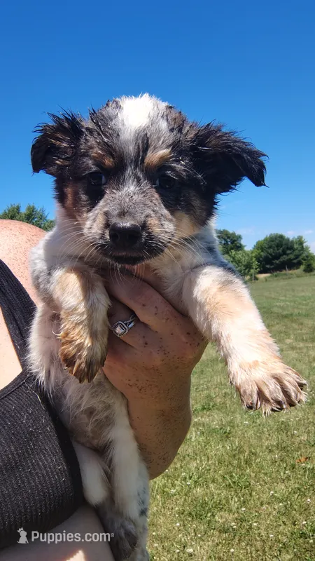 Lacey – Australian Cattle Dog puppy for sale in Goshen, IN
