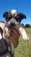 Lacey, a female Australian Cattle Dog for sale in Goshen, IN – 1 of 5