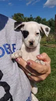 Mikey, a male Rat Terrier and Chihuahua for sale in Goshen, IN – 4 of 4