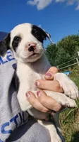 mogley, a male Rat Terrier and Chihuahua for sale in Goshen, IN – 3 of 6