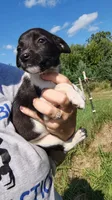 mulan, a female Rat Terrier and Chihuahua for sale in Goshen, IN – 3 of 3