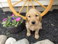 Dahlia , a female Golden Retriever for sale in Goshen, IN – 1 of 4