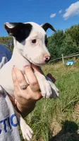 moose, a male Rat Terrier and Chihuahua for sale in Goshen, IN – 2 of 3