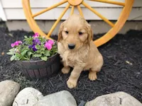 Dahlia , a female Golden Retriever for sale in Goshen, IN – 2 of 4